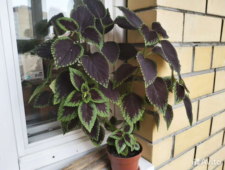 Крапивка колеус koleos