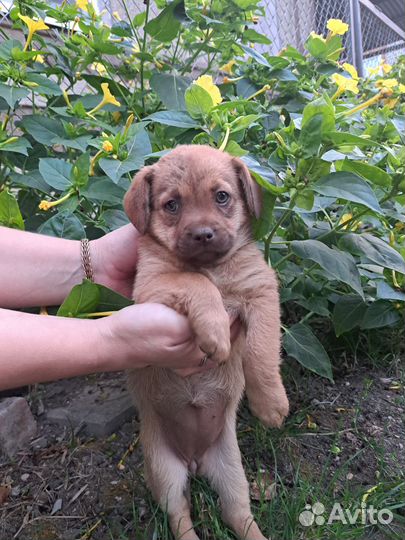 Собака в добрые руки щенок