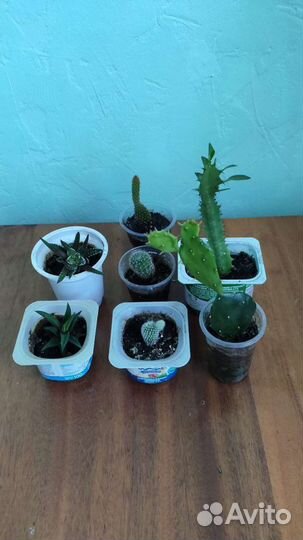 Комнатные растения