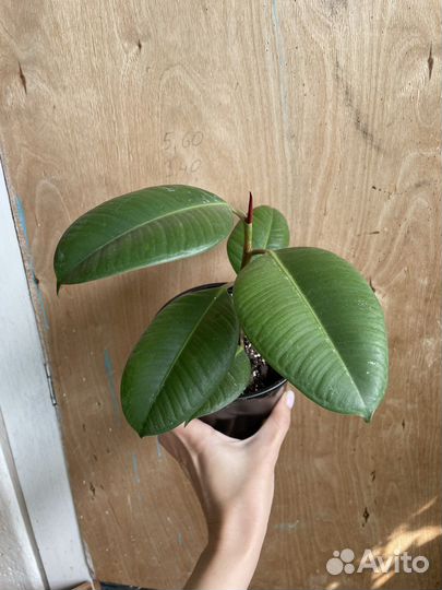 Фикус Робуста