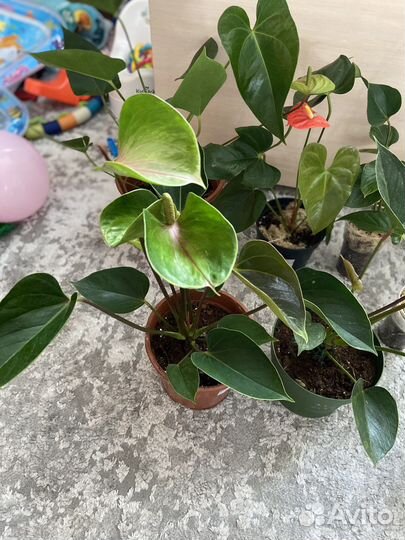 Антуриум пандола, хот липс, адиос вайт/ред