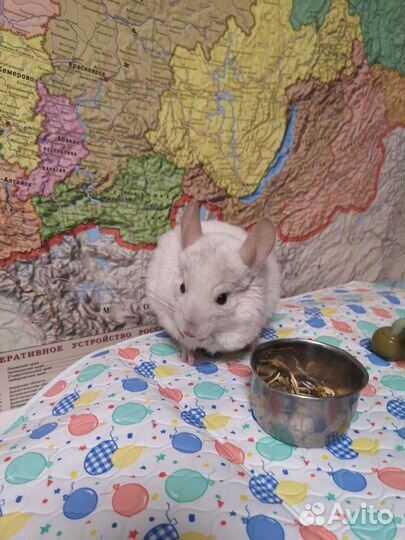 Шиншилла белая
