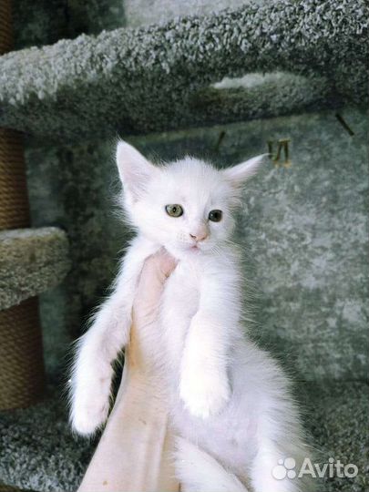 Котята мейн-кун
