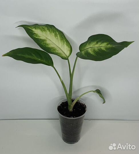 Диффенбахия Камилла