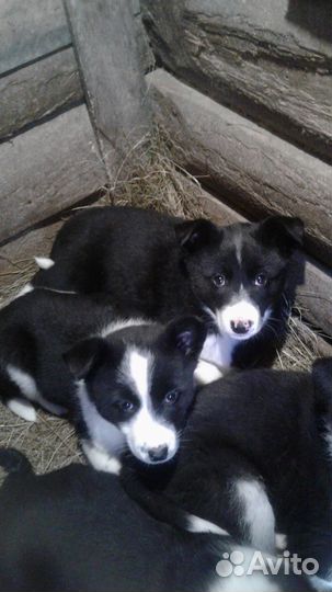 Щенки в любящую семью