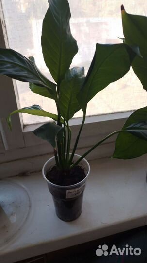 Спатифилиум(женское счастье)