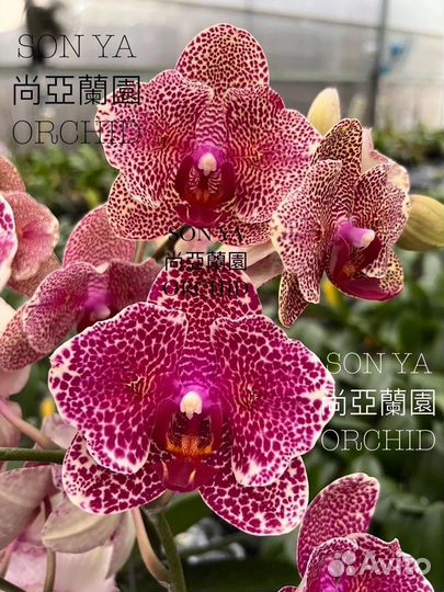 Орхидея фаленопсис бабочка son ya