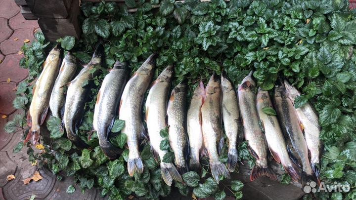 Рыбалка на щуку