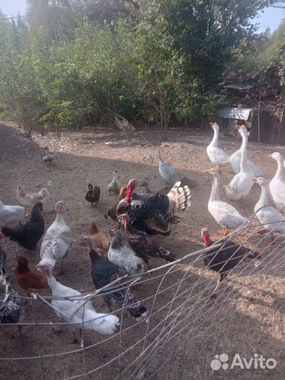 Индюки и гуси живым весом