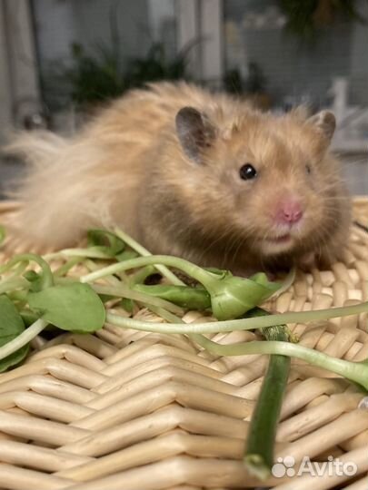 Крупный, ручной сирийский хомячок