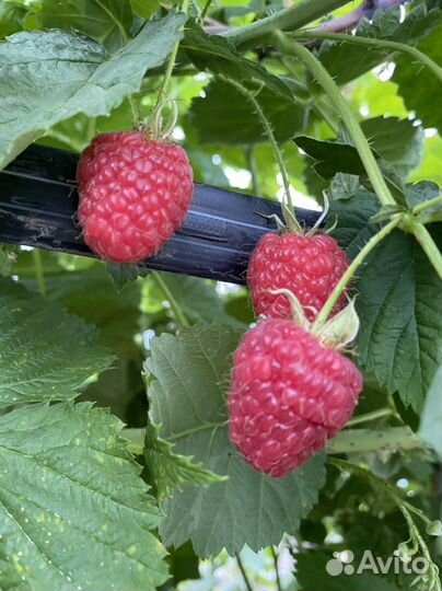 Рассада клубника. Голубика. Малина