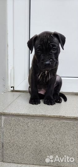 Собака питбуль