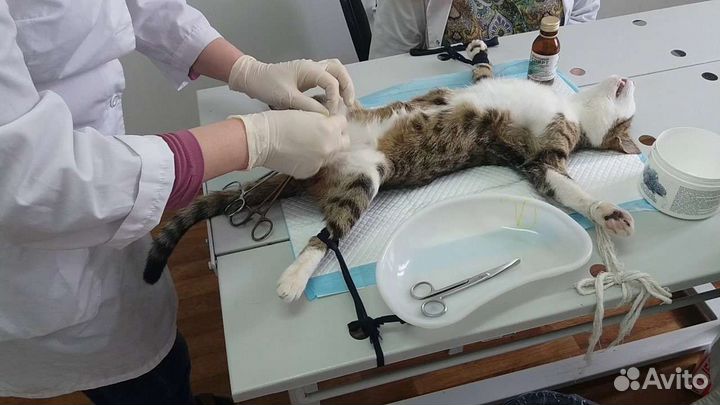 Ветеринарный врач на дом Москва