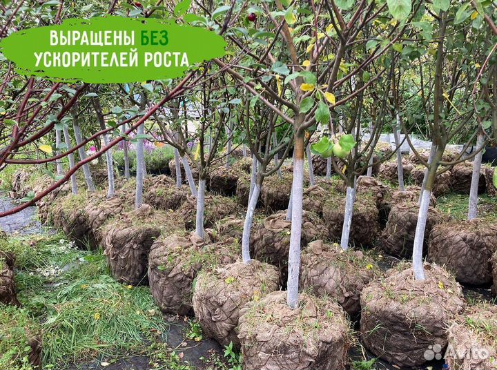 Саженцы плодовых растений, гарантия