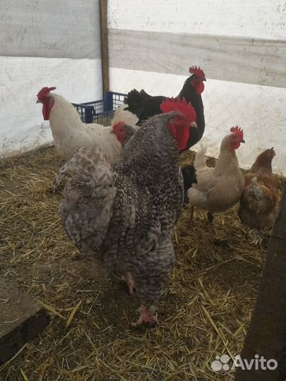 Инкубационное куриное яйцо миксы