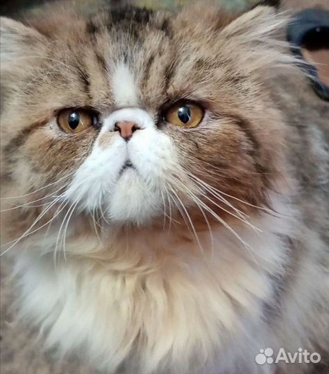 Персидский кот вязка