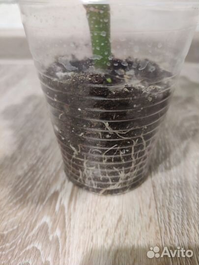 Пеларгония герань