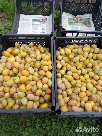 Слива желтая