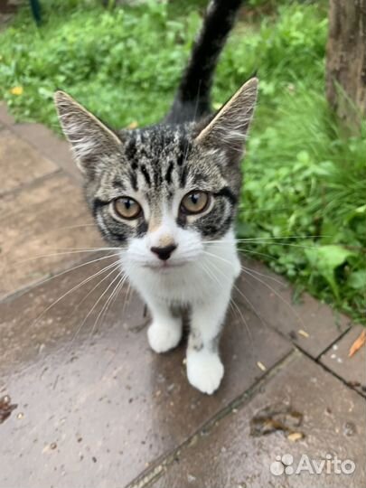 Котята в добрые руки бесплатно