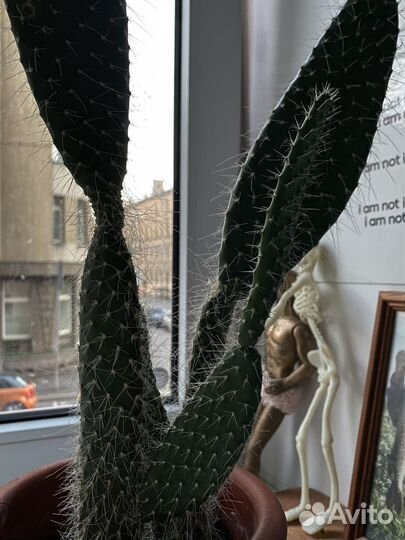 Кактус (много)