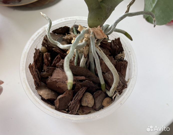 Орхидея фаленопсис