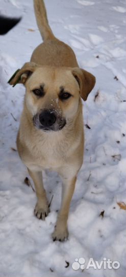 В Добрые руки