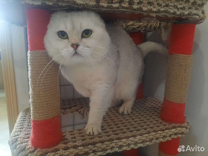 Шотландский кот вязка