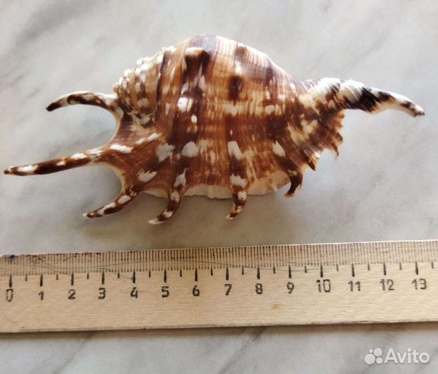 Ракушки для поделок и в аквариум