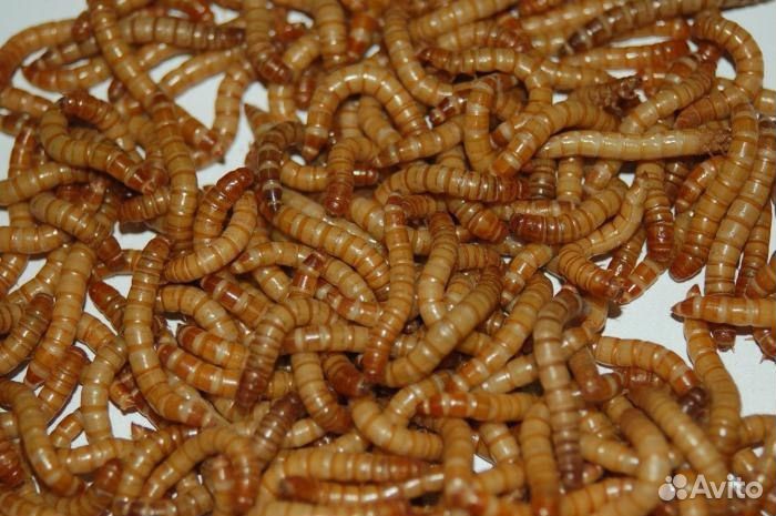 Мучной червь живой
