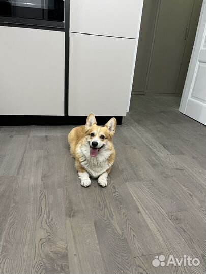 Вельш-корги вязка