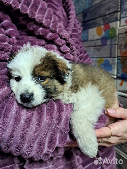 Щенок в добрые руки