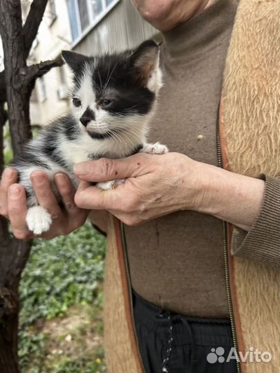 Котенок ищет дом