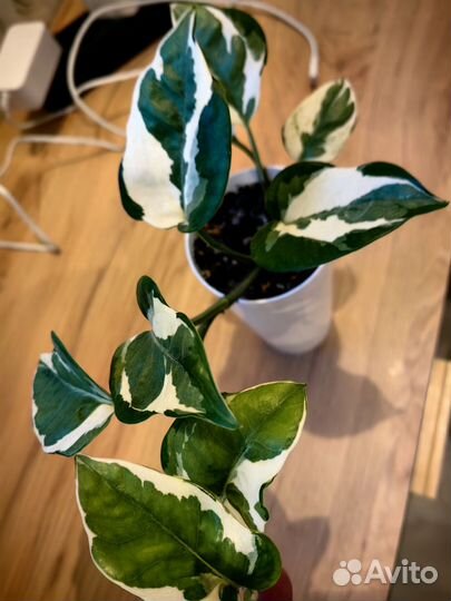 Комнатные цветы