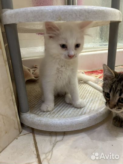 Котята