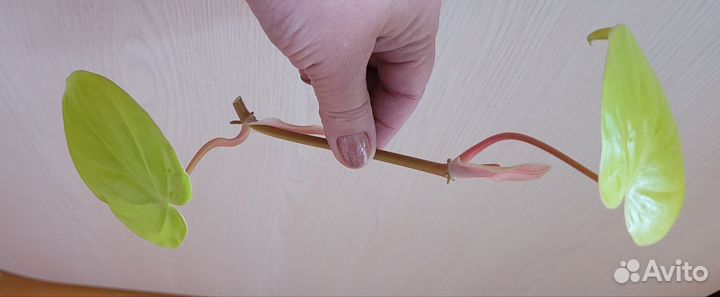 Филодендрон лимон лайм