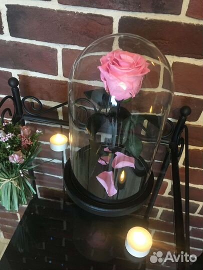 Живая роза в колбе