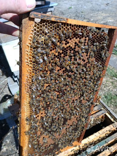Продам пчелосемьи