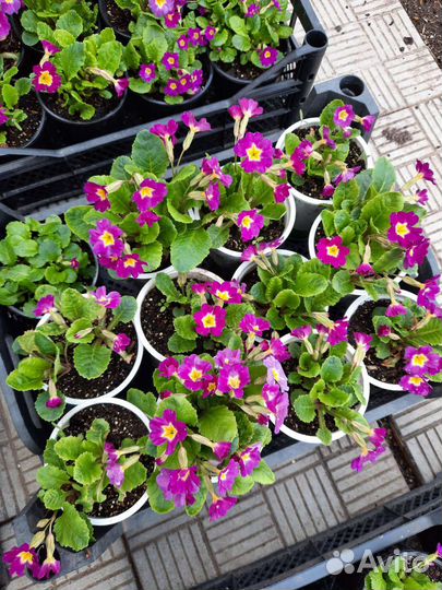 Цветы примула