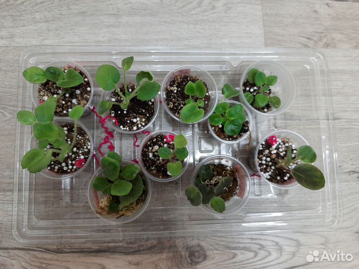 Сортовые фиалки