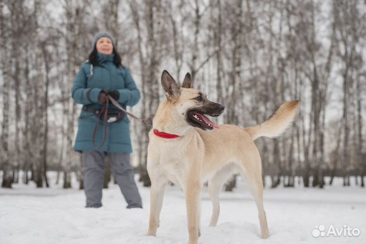 Ирис грустит в приюте