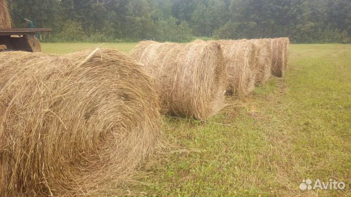Сено с доставкой 350 кг