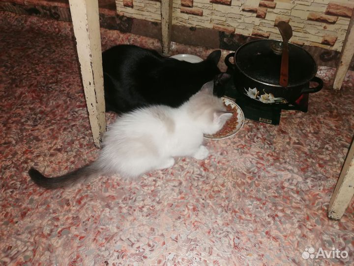 Домашние животные котята