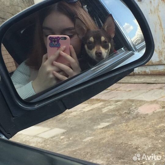 Вязка той-терьер