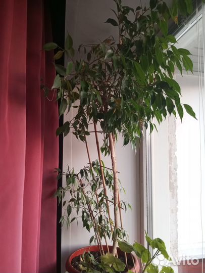 Фикус бенджамина