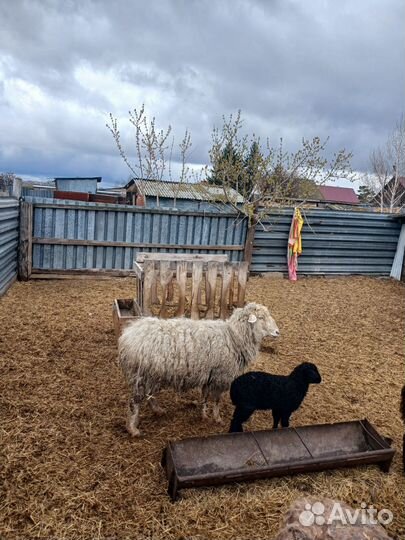 Овцы бараны