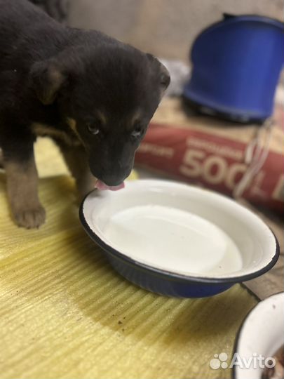 Отдам в добрые руки