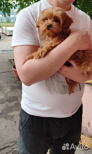 Подрощенная f1 red brown mini