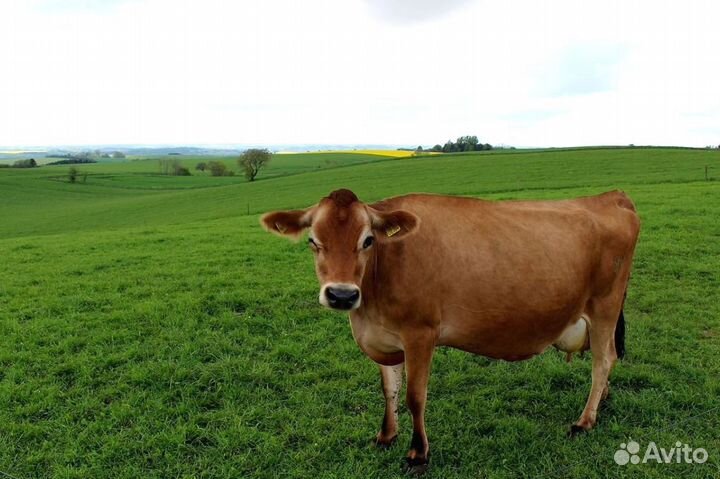 Корова дойная крс