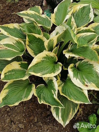 Растения цветы для сада