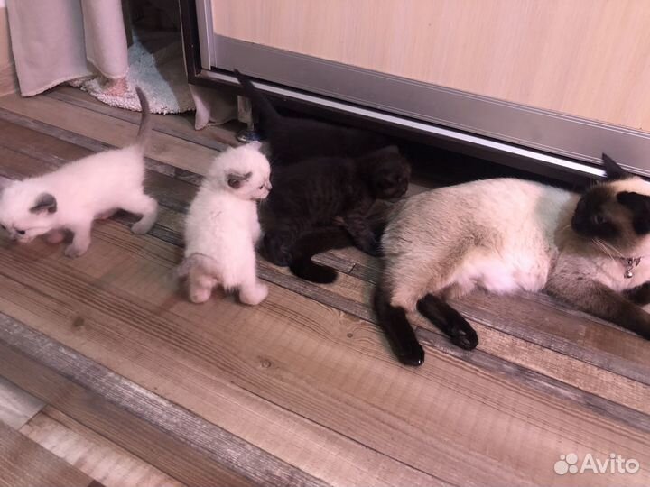 Продам Шотландских котят